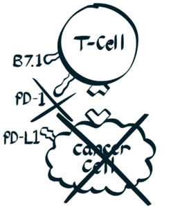 阻断PD-L1PD-1 通路图.png